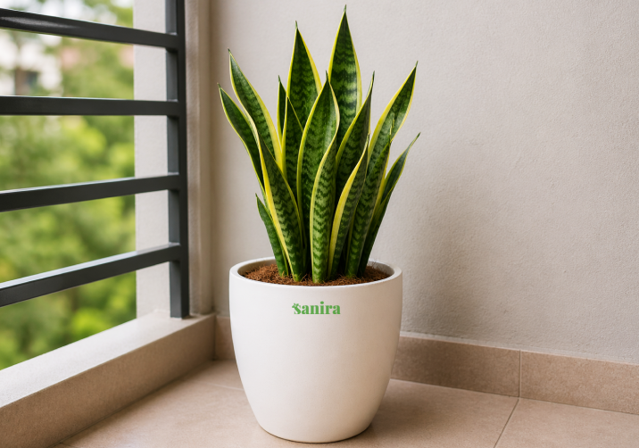 Snake Plant (semi-outdoor)