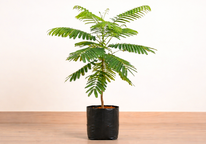 Gulmohar Tree Plant
