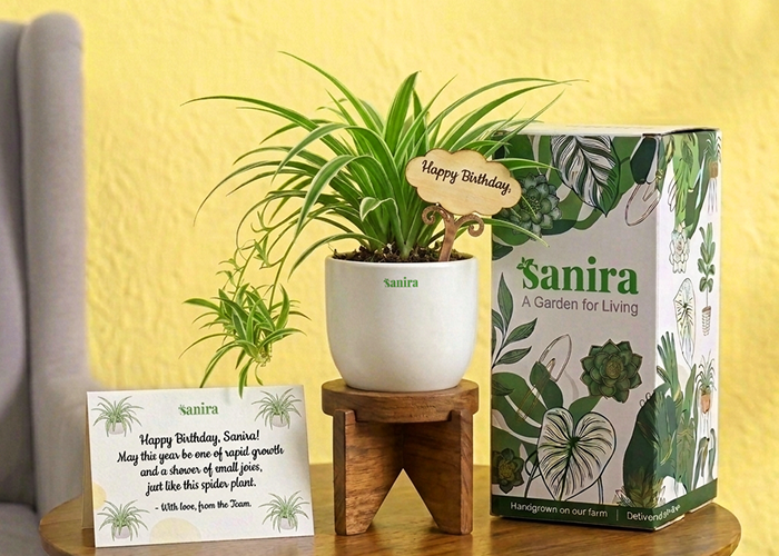 Spider Plant- (Gift Hamper)