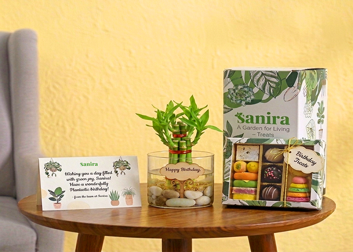 Bamboo Plant- (Gift Hamper)