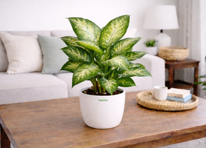 Dieffenbachia