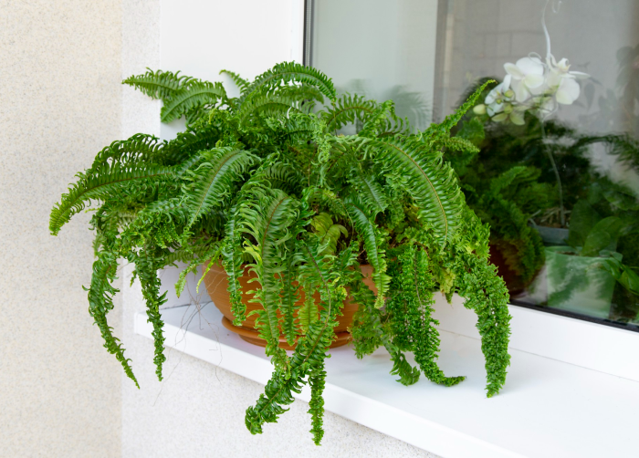 Fern Plant