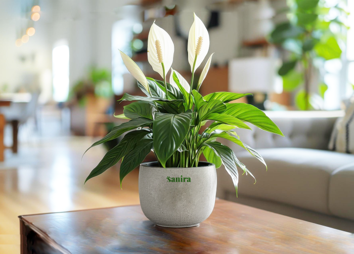 Peace Lily
