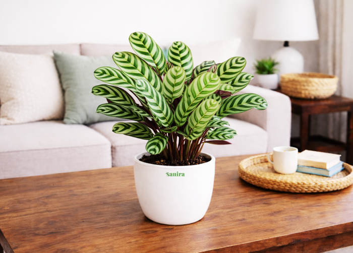 Ctenanthe Burle Marx