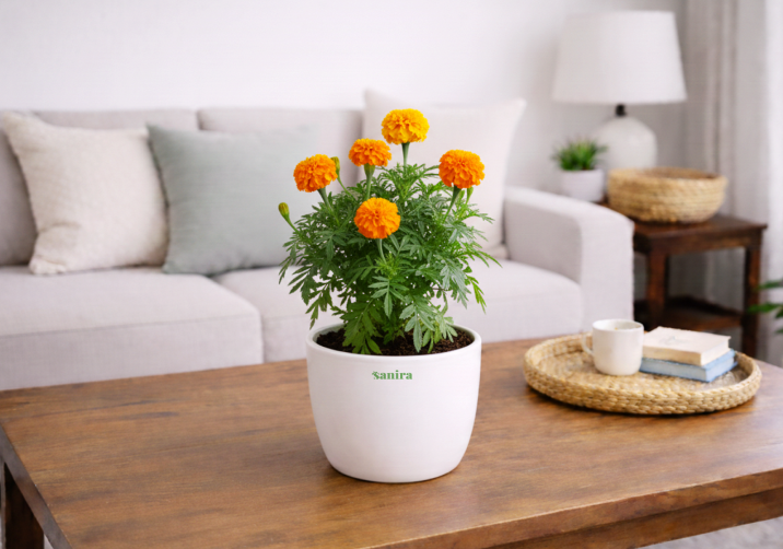 Marigold Plant