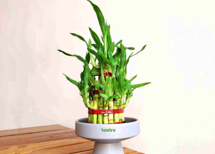 Bamboo Plant - 3 Layer