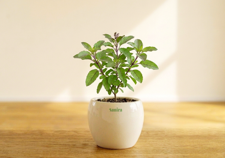 Basil (Tulsi)