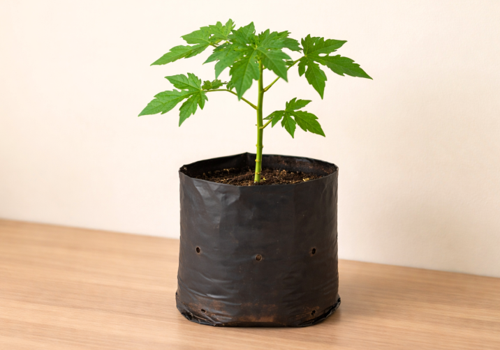 Papaya Sapling