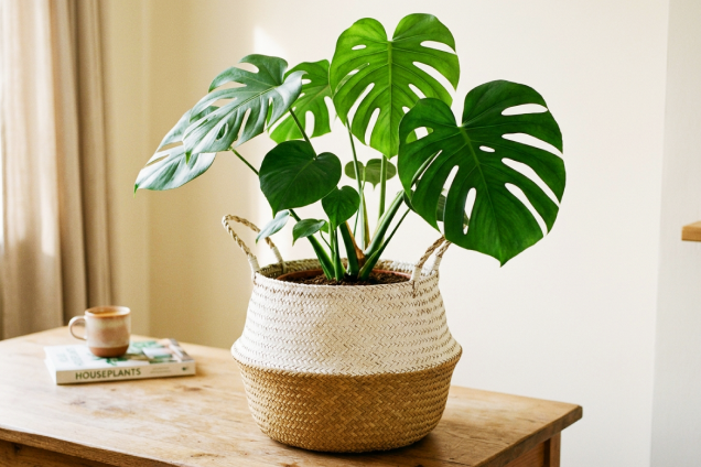 The Seagrass Belly Basket