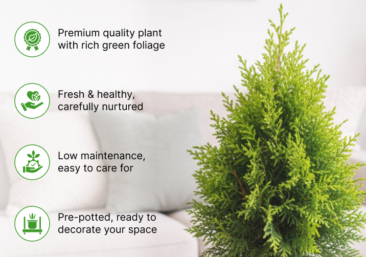 Thuja Plant (Morpankhi / Arborvitae)