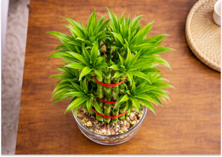 Bamboo Plant - 3 Layer