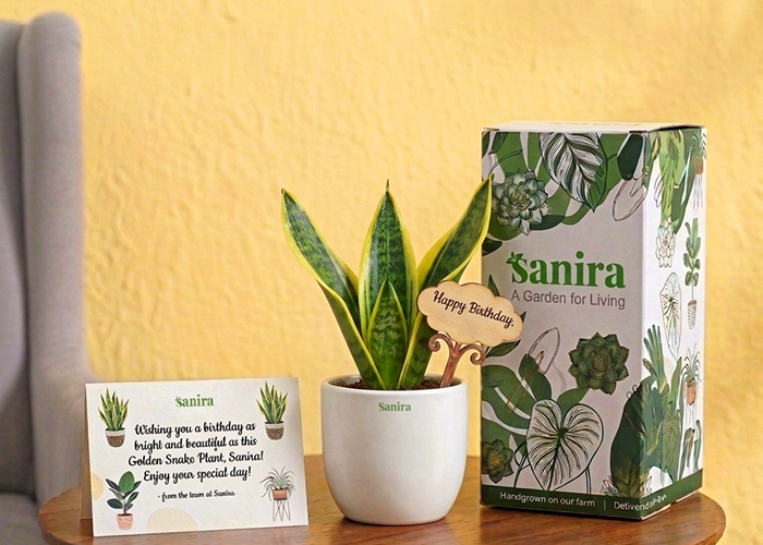 Snake Plant - (Gift Hamper)