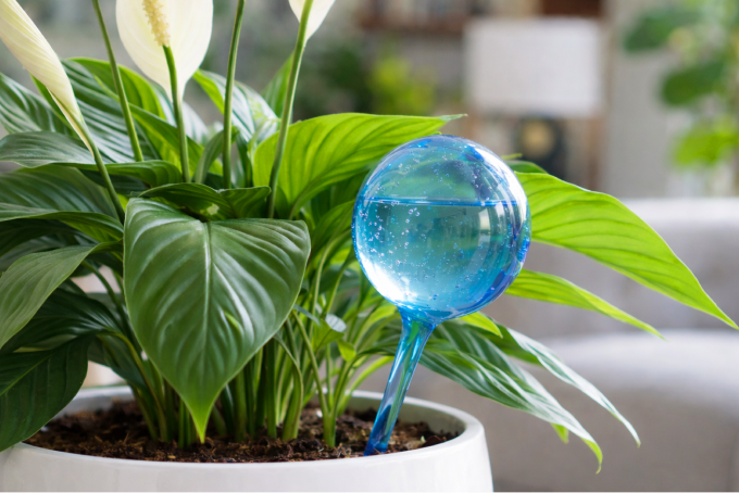 Watering Globe