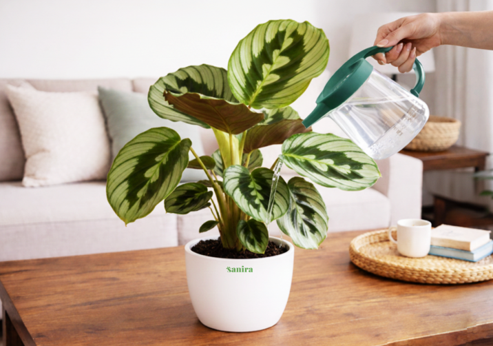 Calathea Orbifolia