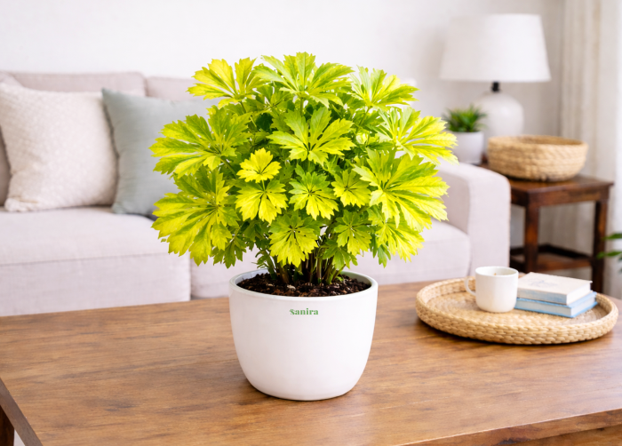 Aralia Golden Plant