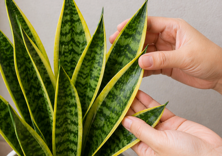 Snake Plant (semi-outdoor)