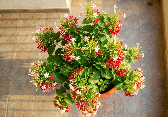Rangoon Creeper