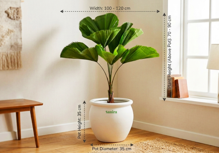Ruffled Fan Palm Plant