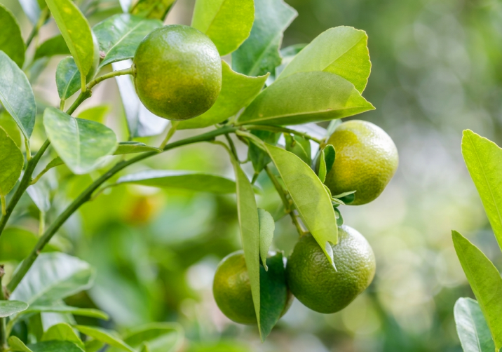 Lemon Saplings.