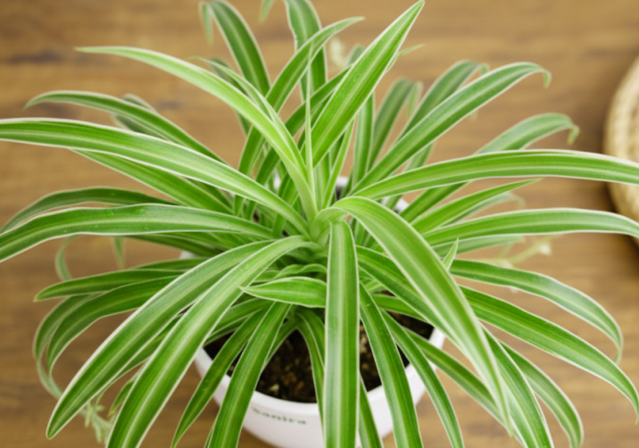 Spider Plant