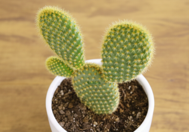 Opuntia