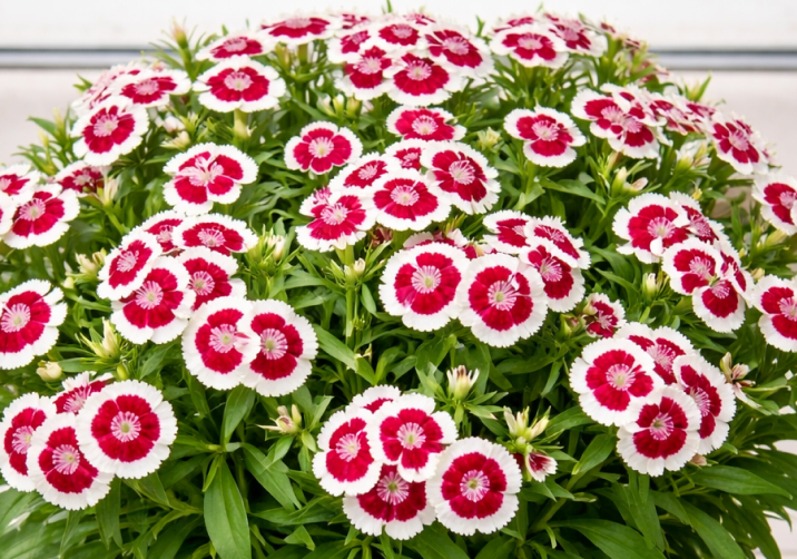 Sweet William Plant