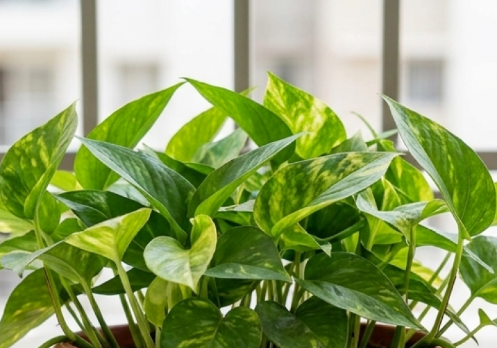 Money Plant (can grow outdoors too)