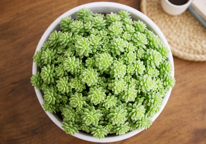 Sedum