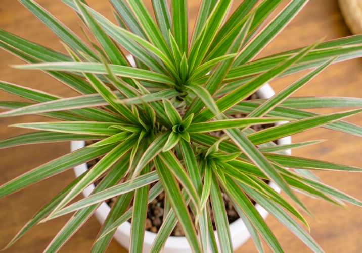 Dracaena Marginata