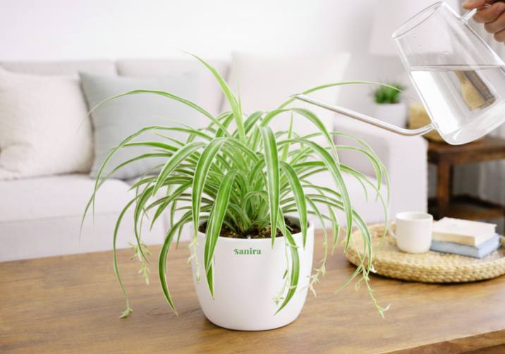 Spider Plant