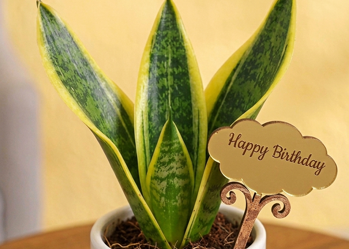 Snake Plant - (Gift Hamper)