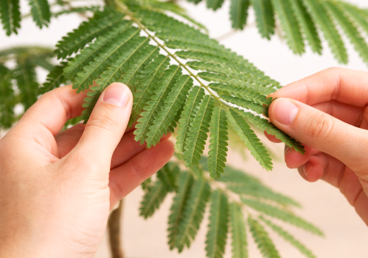 Gulmohar Tree Plant