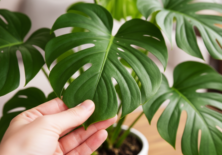 Monstera Deliciosa