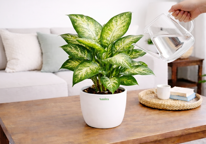 Dieffenbachia
