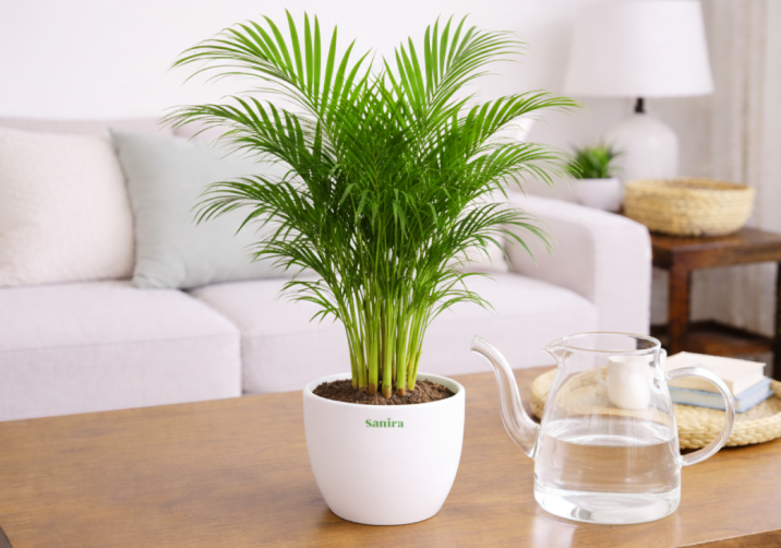 Areca Palm