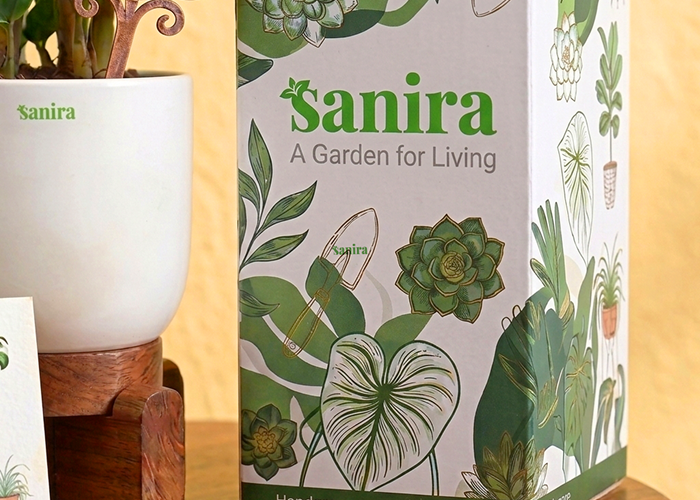 ZZ Plant - (Gift Hamper)