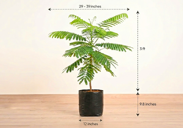 Gulmohar Tree Plant
