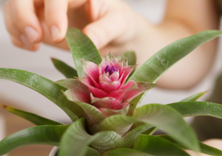 Aechmea Fasciata Plant