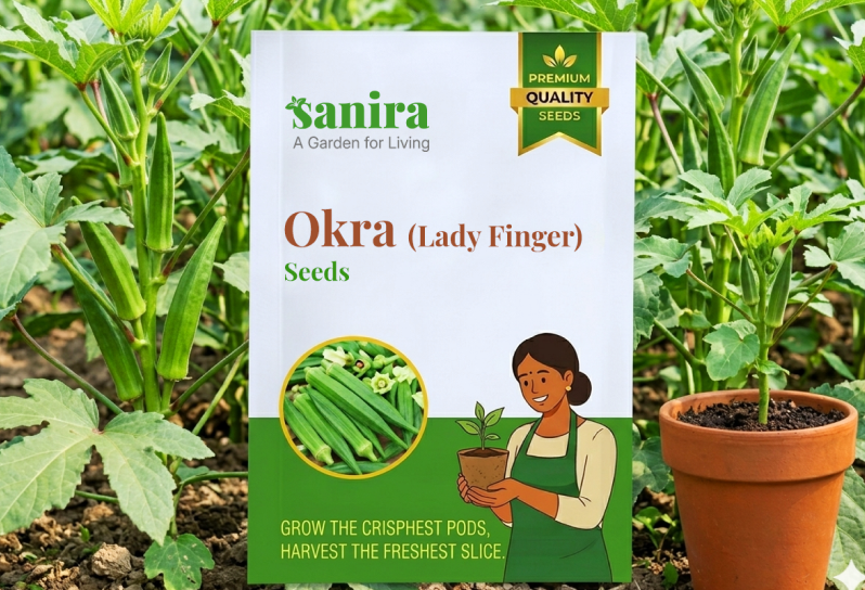 Drumstick Seeds