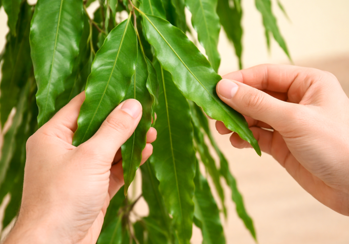 Ashoka Plant