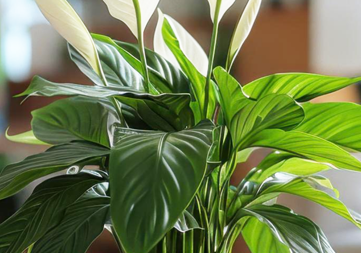 Peace Lily