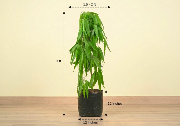 Ashoka Plant