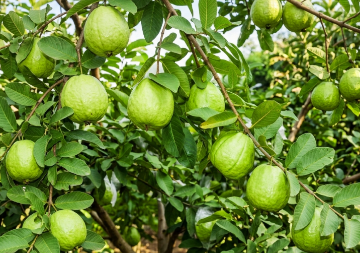 Guava Sapling