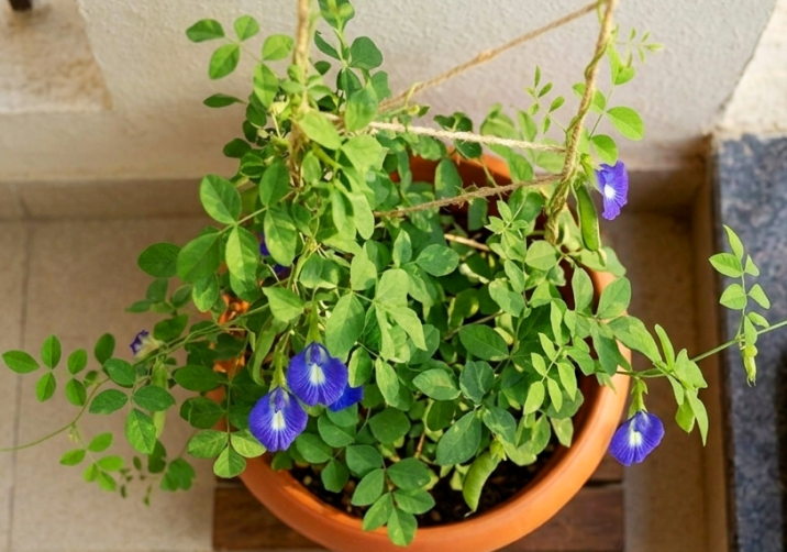 Aparajita (Butterfly Pea)
