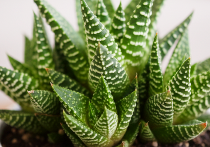 Haworthia