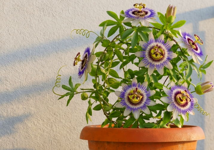 Passion Flower Plant