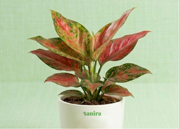 Aglaonema Red plant