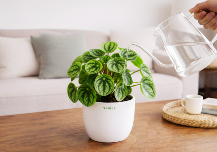 Peperomia Watermelon