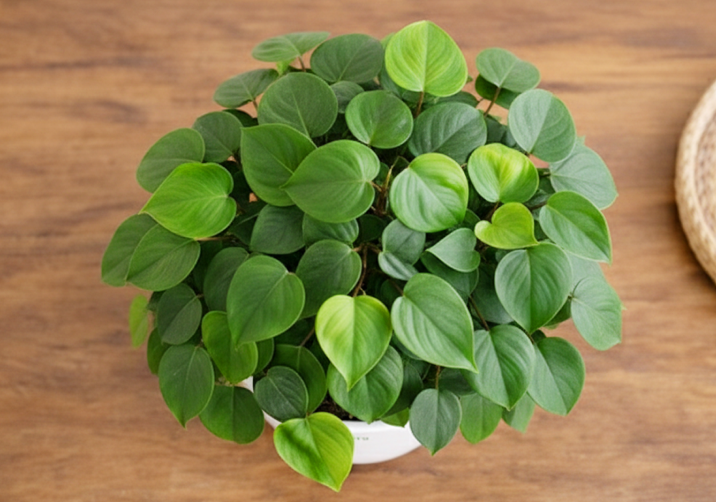 Philodendron Heartleaf