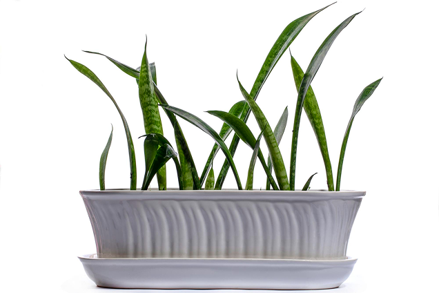 Sanira Urban Edge Planter